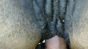 Man deep fucks horse in outdoor kink until he reaches the orgasm
