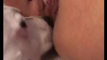 Sexy animal licking a zoophile's pussy up close