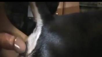 Dude using his stiff penis to penetrate a dog's vag