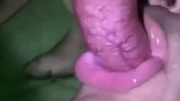 Woman takes a big dog dick for some rounds of oral sex