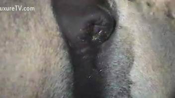 Hot animal showing its massive cock in a voyeur vid