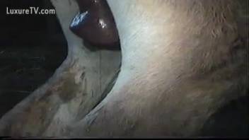 Steamy beast flaunting its enormous dick in a peeping tom clip