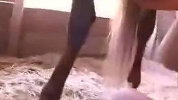 Attractive lady licking all over this horse's dick