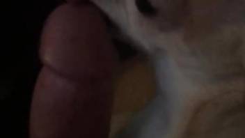 Dog licking all over a guy's stiff penis here