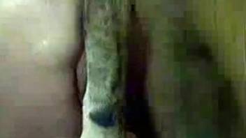 Tight woman feels a sharp dog cock in her tiny pussy
