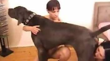 Brunette lady with nice tits fucking a black dog