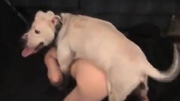 Terrific pornographic scene with a white doggo