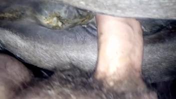 Guy thrusts his dick deep into a receptive horse's vagina