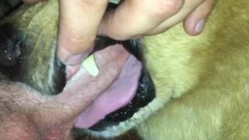 Dog licks and bites owner's penis in brutal zoophilia kinks