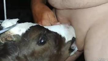 Guy's yummy cock serviced orally by an attentive cow