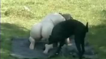 US English: Curvy animal enthusiast being pounded in doggy style during an outdoor gathering