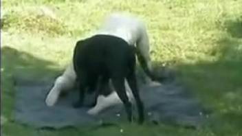 Overweight woman wearing a mask being roughly fucked by a black canine