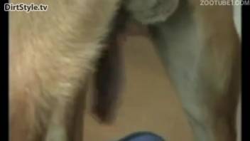 Plump older woman craves the canine's penis deep inside her small openings