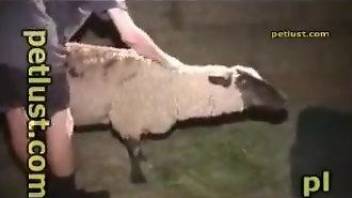 Dude is about to fuck a sexy sheep with his peen
