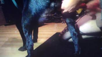 Sexy nude woman craves this dog's dick for a little cam fun