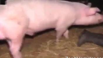 Pig sticks its weird dick in a tight human pussy