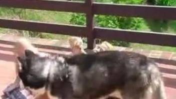 Leaking twat blonde gets to fuck a dog outdoors