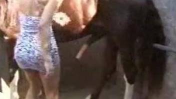 Sexy horses being featured in a fucked-up zoo video