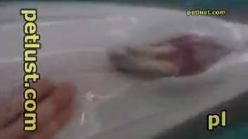 Guy messing around with a dolphin's bizarre erection