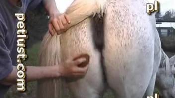 Dudes with hard dicks fucking mare pussies left and right