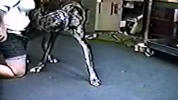 Hot novice female recorded while her vagina is penetrated by the canine