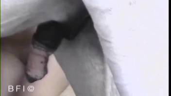 Dark-haired woman pleasures herself while performing oral on a pale stallion