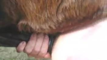 Intense homosexual butt sex in a steamy animal porn clip