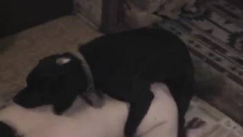 Steamy bestiality lover's rear end being pounded by an extremely perverted canine