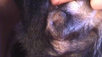 Guy with a stiff dick pounding a submissive pup