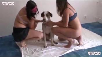 Voluptuous lesbian whores engaging in intense bestiality acts with their canine